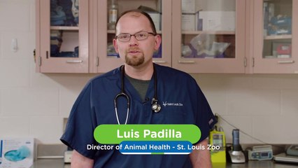 What’s The Difference Between a Human Pharmacy and an Animal One?