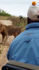 Lizard Manages to Fend Off Lions and Cobra