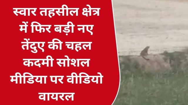 रामपुर: स्वार तहसील क्षेत्र में तेंदुए की वीडियो वायरल होने से ग्रामीणों में दहशत