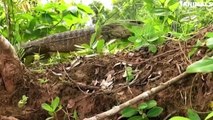 Danger Stalks! Python Fights To The End With The Fierce Komodo Dragon To Protect The Eggs