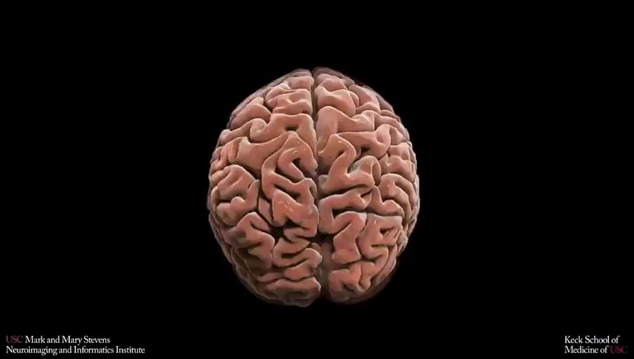 Your brain anatomy in 40 sec