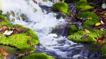 Nature Sounds of a Forest River for Relaxing-Natural Meditation Music