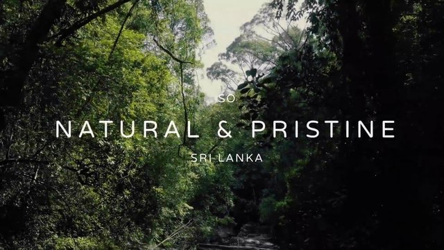 Asian Eco Rain Forest - Sinharaja Sri Lanka
