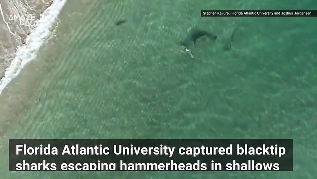 Dramatic Video Shows a Massive Hammerhead Shark Going After Smaller Sharks
