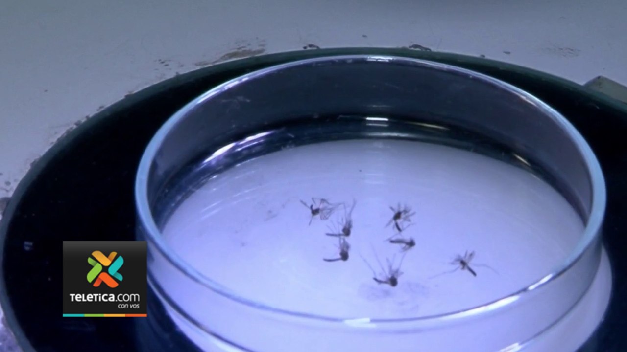 tn7-ministerio-salud-malaria-limon-110423