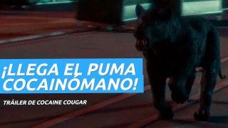 Tráiler de Cocaine Cougar, la película que sigue la moda del cine de animales cocainómanos
