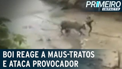 Flagra: boi reage a maus-tratos ao ser provocado
