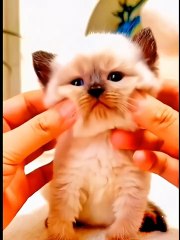 funny cats very funny video 