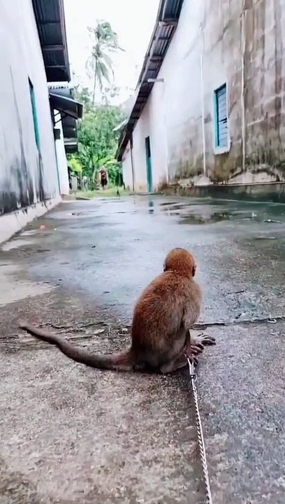 Please Free Animals 
