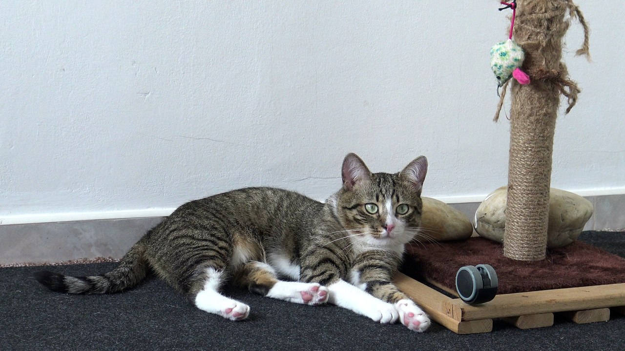 Cat Scratches His Nose