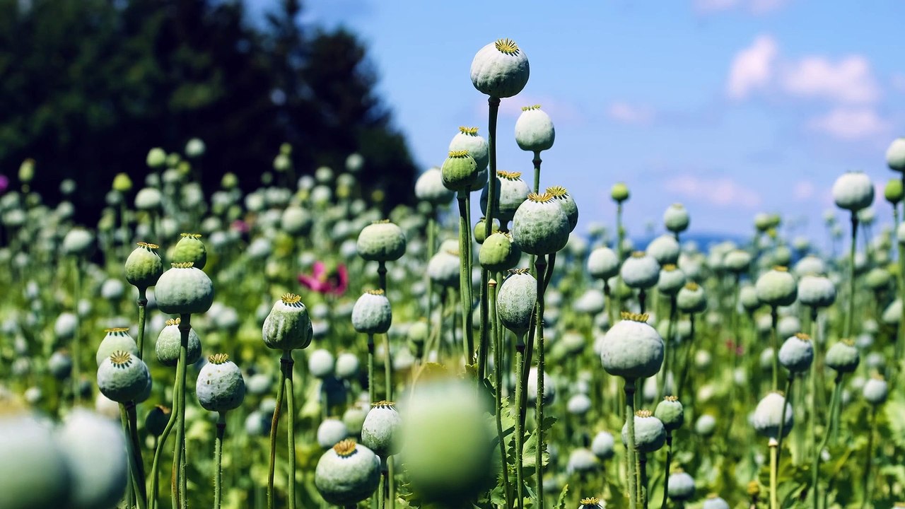 poppy-capsules video