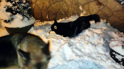 Shira And Enzo Having A Blast In The Snow