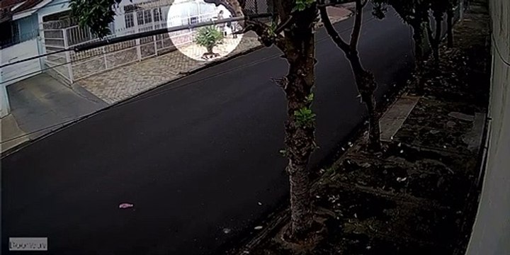 Mulheres são flagradas jogando filhotes de cachorro em garagem de idosos; assista