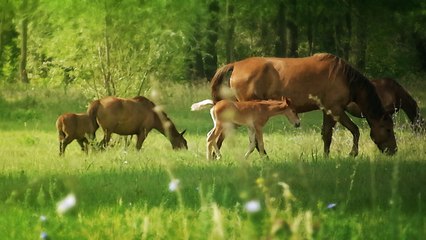 Watch Cute Wild Foal With "The Zoomies" Run Laps Around Outer Banks Meadow