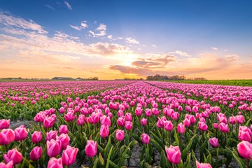 Are Tulips Perennials That Will Come Back Every Year?