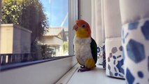 So sweet and intelligent  parrot  #Bird#Animals#viral