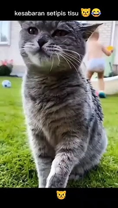 Funny cat