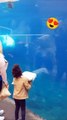 Beluga whale surprises kid