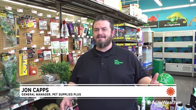 How to help your pets with their seasonal allergies