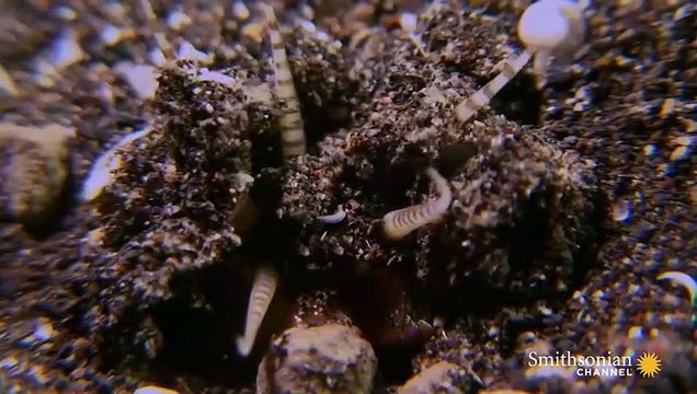 This Terrifying Worm Snatches Fish from the Ocean Floor_