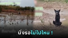 หมาดำนั่งตากแดด 3 วันไม่ไปไหน เดินไปดูพบความจริงแสนเศร้า