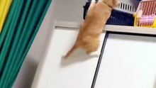 Funny cat videos | cute cats | Try not to laugh | Cat videos Compilation 2023