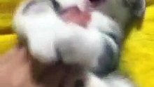 Funny cat videos | cute cats | Try not to laugh | Cat videos Compilation 2023