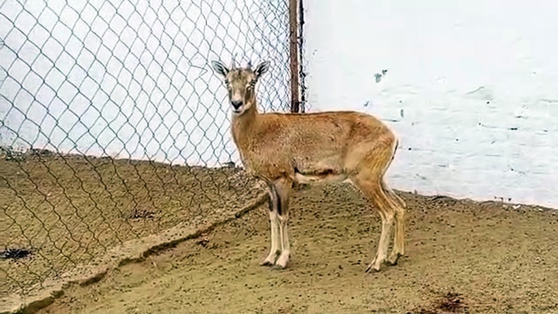 Goat With Big Horns