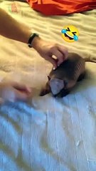 Tickling to baby armadillo