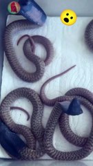 Baby cobras amazing