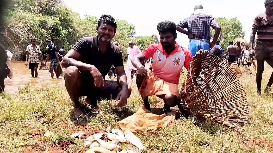 புதுக்கோட்டையில் போட்டி போட்டு மீன்களை அள்ளிய கிராம மக்கள்