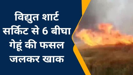 फतेहपुर: 11 हजार लाइन पर बंदर ने लगाई छलांग, 6 बीघा फसल जलकर राख