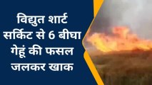 फतेहपुर: 11 हजार लाइन पर बंदर ने लगाई छलांग, 6 बीघा फसल जलकर राख