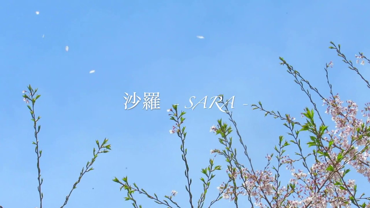 桜吹雪 Wind of cherry blossom petals in Japanese forest - Natural garden