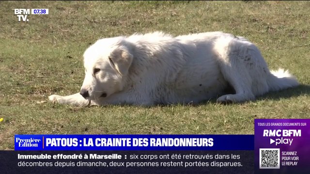 Les patous, ces chiens d'éleveurs des Pyrénées, peuvent être source de tensions avec les randonneurs