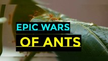 The battle between Ants and Termites I Epic Wars Of Ants I Will Ants and Termites live together