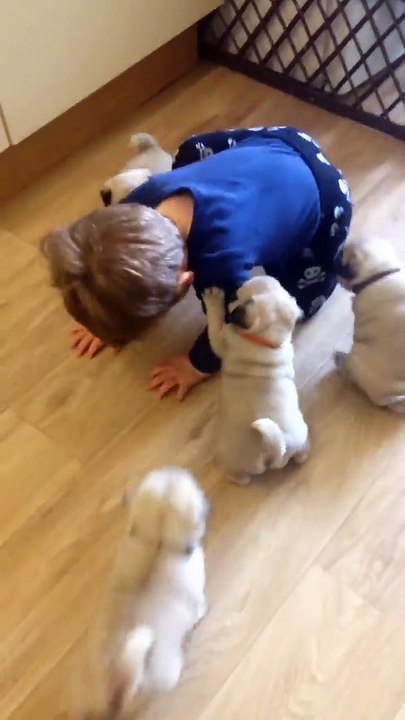 Pug chase!