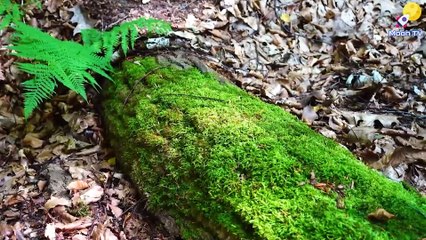 Instrumental Music for Meditation and Relaxation