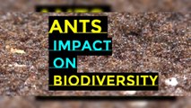 Ants and their impact on Biodiversity I Why Are Ants Important