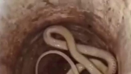 5 सालों से नाग की मौत का इंतकाम ले रही नागिन का आज हुआ अंत