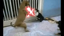 Cats Attack on Dogs Funny - Funniest cats and Dogs Videos compilation 2023