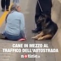 Cane in mezzo al traffico dell'autostrada: una donna si ferma per proteggerlo