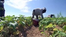 Beautiful Vegetable Harvesting - Yellow squash Harvest - Amazing Modern Agriculture Technology