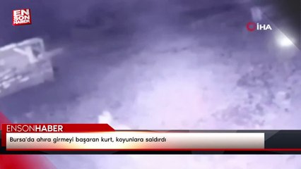 Bursa'da ahıra girmeyi başaran kurt, koyunlara saldırdı