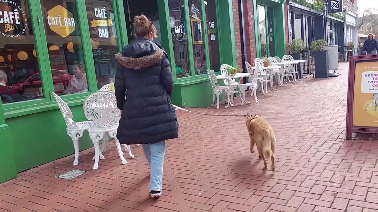 Dogs for adoption in Sussex: These adorable dogs at Raystede are