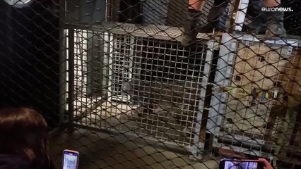 شاهد: داخل حديقة للحيوانات.. نيوزيلندا تستقبل نَمِرتَي ثلوج مهددتان بالانقراض