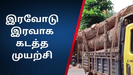 குமரி: இரவோடு இரவாக கடத்த முயன்ற அயனி மரங்கள் - பறிமுதல்