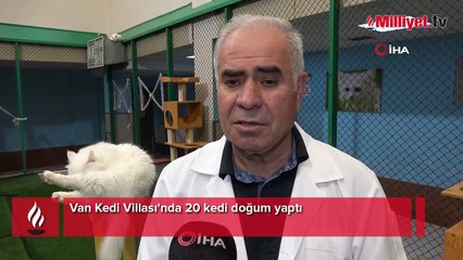Van Kedi Villası'nda 20 kedi doğum yaptı