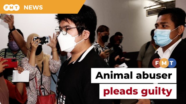 Man who set dog on fire pleads guilty