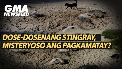Dose-dosenang stingray, misteryoso ang pagkamatay? | GMA News Feed